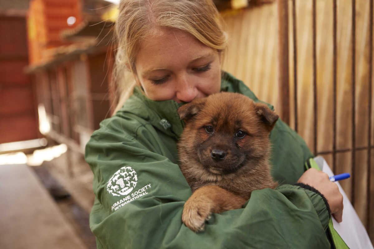 South Korea Dog Meat Farm