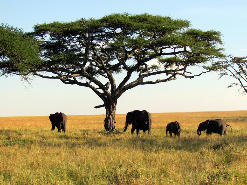 elephants-serengeti-national-park-safari-tanzania-africa