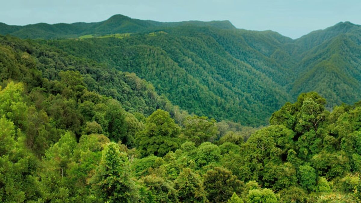 Foresta Coop: 5000 alberi per salvare l’ambiente