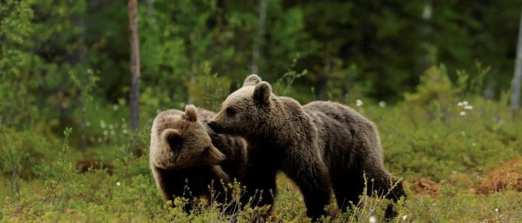 ONG e Mase: il piano per la gestione degli orsi