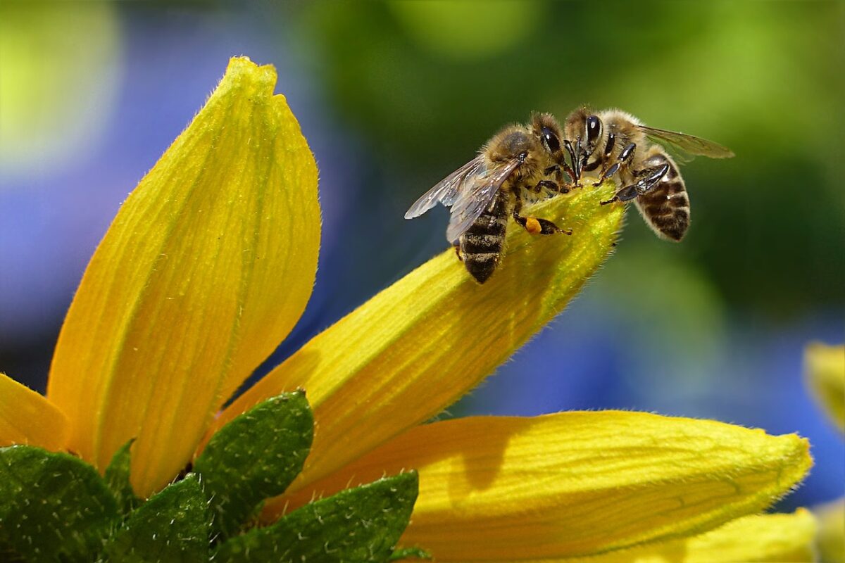Come salvare le api: la campagna del WWF Italia